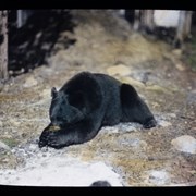 Cover image of [Black bear]