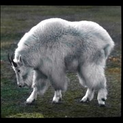 Cover image of [Mountain goat]