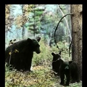 Cover image of Bear & cubs