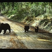 Cover image of Bear & cubs