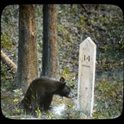 Cover image of [Bear cub beside road marker]