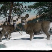 Cover image of [Deer in snow]