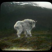 Cover image of [Mountain goat]