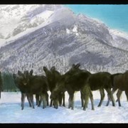 Cover image of Baby Moose in Banff Nat. [National] Park