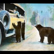 Cover image of [Bears begging from tourists in Brewster Transport touring car]