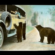 Cover image of [Bears begging from tourists]