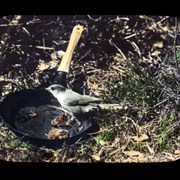 Cover image of [Canada Jay taking food from frying pan]