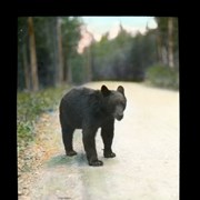 Cover image of [Bear cub]