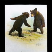 Cover image of [Bear cubs]