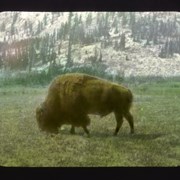Cover image of Banff [buffalo in Animal Paddock, Banff]