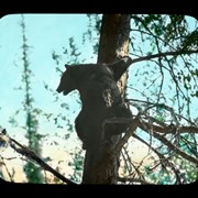 Cover image of [Bear in tree]