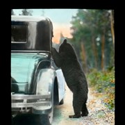Cover image of [Bear begging from car]