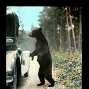 Cover image of [Bear begging from car]