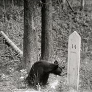 Cover image of [Bear cub beside mileage marker]