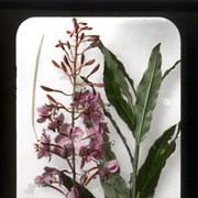 Cover image of Chamaenerion augustifolium