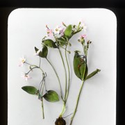 Cover image of Calytonia Lanceolata, Spring Beauty