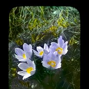 Cover image of Crocus
