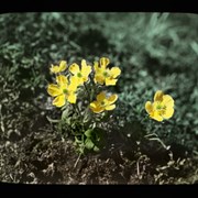 Cover image of Alpine Buttercup
