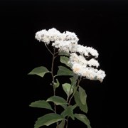 Cover image of Birch leaved Spirea