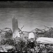 Cover image of Beaver cuttings on Maligne L. [Lake]