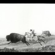 Cover image of [Illustration - First Nations hunting buffalo]