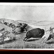 Cover image of [Illustration - First Nations hunting buffalo]
