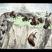Cover image of [Illustration] Driving Buffalo over a cliff