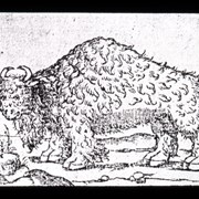 Cover image of [Illustration - early depiction of buffalo]