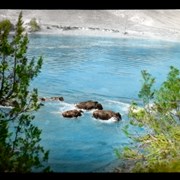 Cover image of [Buffalo swimming river]