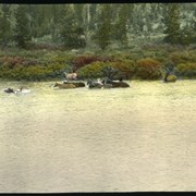 Cover image of Swimming the horses at the mouth of Maligne [Lake]