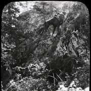 Cover image of [Horse going over bluff on the Athabasca]