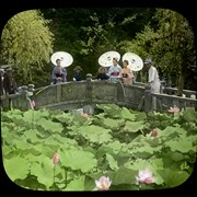 Cover image of Lotus flowers in Shiba Park