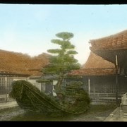 Cover image of [Bonsai tree]