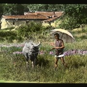 Cover image of 
[Man with Water Buffalo]