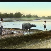 Cover image of 
[Man and boy plowing field with Water Buffalo]