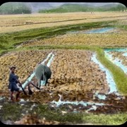 Cover image of Ploughing Rice fields - Formosa [plowing]