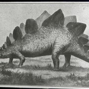 Cover image of 548. Historical Geography
Fig. 512 Restoration of Stegosaurus (After F. A. Lucas)