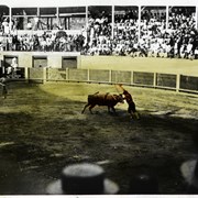 Cover image of [Bull fight]