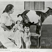 Cover image of Nursing Goat - Chiva Criandera - Havana, Cuba