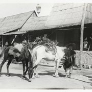 Cover image of 
[Boy with two horses]