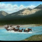 Cover image of [Packtrain fording river]