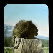 Cover image of Porcupine sunning himself on a tree-stump