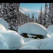Cover image of Snow mushrooms.  Glacier, B. C. [British Columbia]