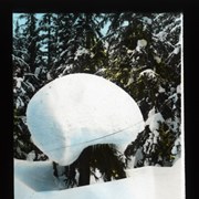 Cover image of Snow Mushrooms