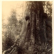 Cover image of Cedar trees in Stanley Park, about 47 ft. circumference