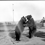 Cover image of Lake St. John. Bears boxing at Roberval (No.35). 8/29/95