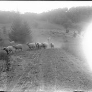 Cover image of Sheep, Woodstock Vt