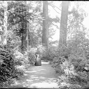 Cover image of In Point Defiance Park, Tacoma (No.3) 7/9/97