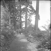 Cover image of In the Point Defiance Park, Tacoma (No.6) 7/9/97