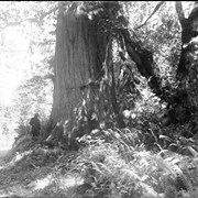 Cover image of 1 Big Cedar, Stanley Park, Vancouver (No.34) 7/17/97